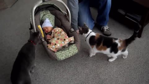 funny video cats with new born babies