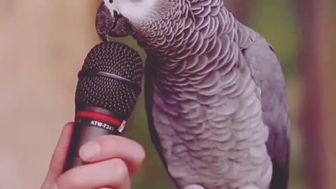 Parrot talk