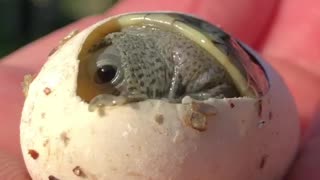 Baby Turtle Enters the World