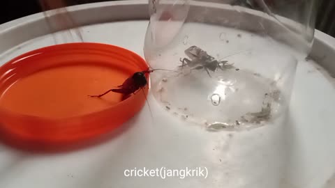 cricket jangkrik