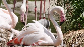 A flamingo bird sleeps among its friends on the bank of the lake