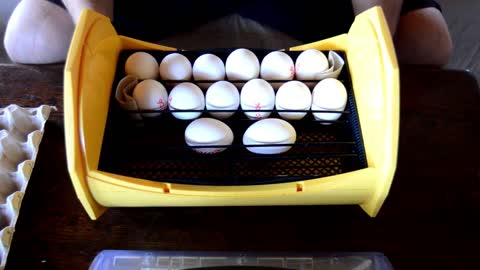 Incuber et faire éclore les œufs de poule Race Bleu Andalou couveuse Tutorial