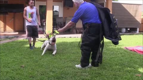 americanpibull dog training dog training funny way trained your dog