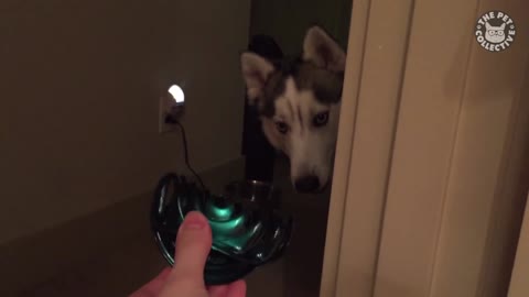 30 Incredible Huskies