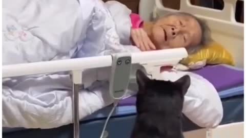 Cats wants to be with grandma in her last moment