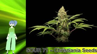 SOUR 71 – Christiania Seeds