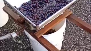 Self Sufficiency. Processing Concord's for wine. #diy #homesteading #winemaking #concord #grape