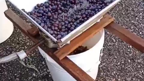 Self Sufficiency. Processing Concord's for wine. #diy #homesteading #winemaking #concord #grape