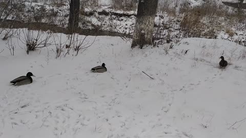 Siberian ducks walk on snow