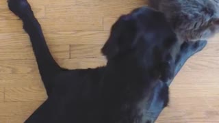 Grey cat lays next to black dog and plays with his paw