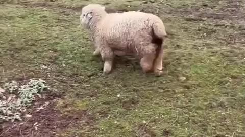 Happy Sheep Play With Dog