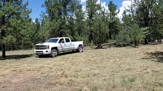Taking down a Big Tree with our Chevy Truck