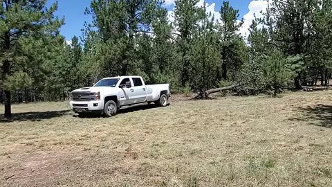 Taking down a Big Tree with our Chevy Truck