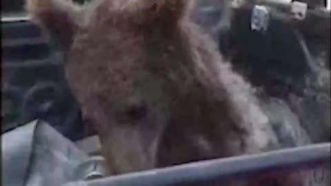 This brown bear cub in Turkey appeared to be "high'" after eating an excessive amount of "mad honey"