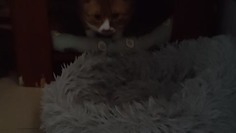 kitten in nest