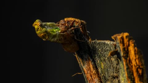 Amazing Cicada molting time footage