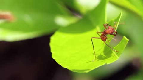 Interesting facts about animals partnerships in nature