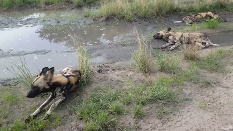 Group of African wild dogs at Moremi Game Reserve in Botswana