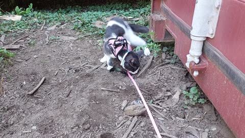 Cinder the kitten on a leash playing with a feather 2021