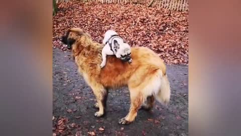 Adorable Puppys Loves Its Duck Buddy