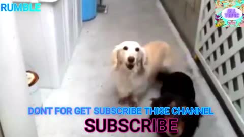 Aww Animals! ANIMALS DOG VIDEO! DOG BEST VIDEO! ALL TOPIC BOX!