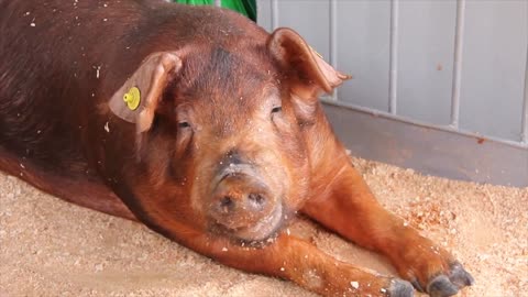 Pig on livestock farm Pig farming