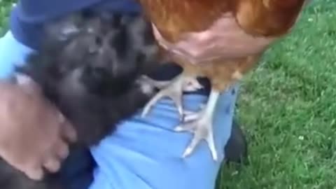 Little puppy playing with Hen.Rumble/dogs & puppies #dogsfunny #funny #Rumblr
