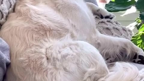 Sleeping dog Wakes up to the world "chicken"