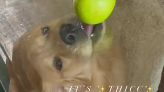 Silly Pup Tries To Reach Apple While Underneath Glass Table