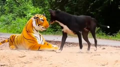 Trick canine and Fake Tiger Vs Dog Prank Video