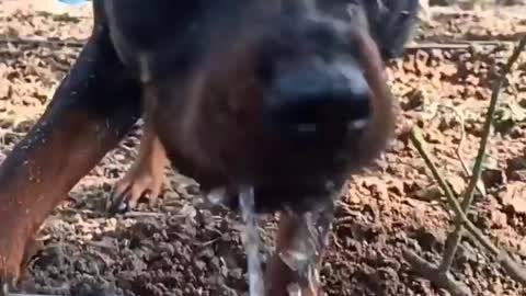 Bruno the Rottweiler Dog Playing with water and having fun