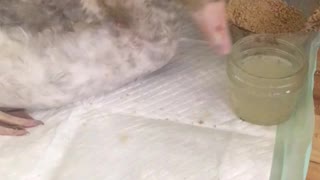 Ernie, a special needs goose, 1 month old eating