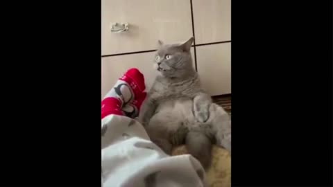 Funny cats #2 #shorts