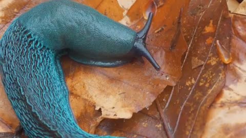 Very rare blue slug found in Western Ukraine