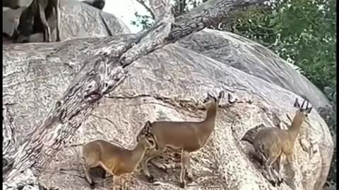The hound saw the fawn on the stone and climbed up directly, poor fawn