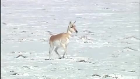 Antelope--The Speed Demons of North America
