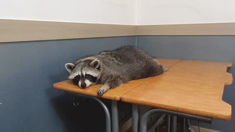 Raccoon reacts as soon as he hears the bag.