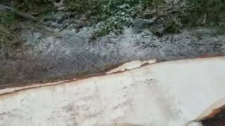 Machine cut through tree with satisfying results