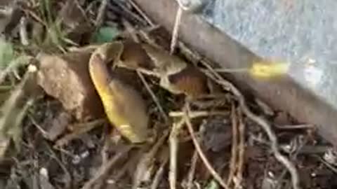 Copper head snake caught with Bobcat machine