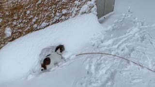 Sorsha, The Jacktzu having fun in the snow