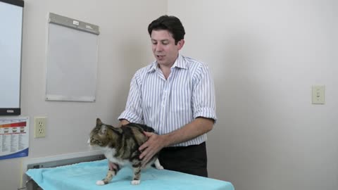 How to pick up a cat like a pro - Vet advice on cat handling