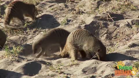 MEERKAT * | Animals For Kids