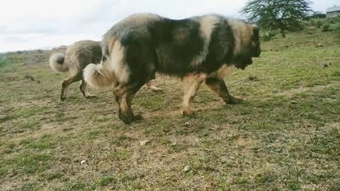 Caucasian Shepherd Dogs Kenya