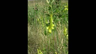 Spreading Love Yellow Sweet Clover June 2021