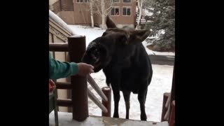 Curious Moose Stops by House for Meal