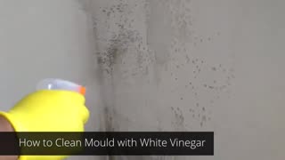 How to Remove Black Mould from walls using White Vinegar