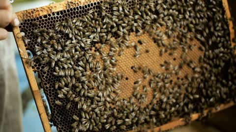 A beekeeper hiver man, checks how the bees prepare honey