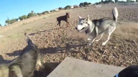 MUST WATCH Extremely Rare Dogs Inside Dog Park!