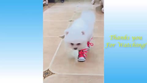 Dog Walks In His New Shoes
