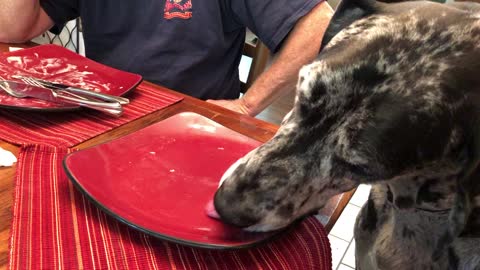 Great Dane dish washer